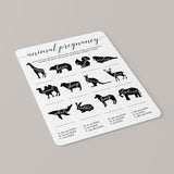 Baby animal pregnancy game by LittleSizzle